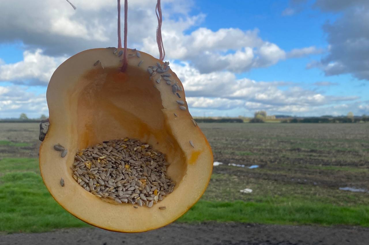 How to Make a Pumpkin Bird Feeder; 5 Easy Steps